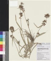 藏品(毛三稜)的圖片